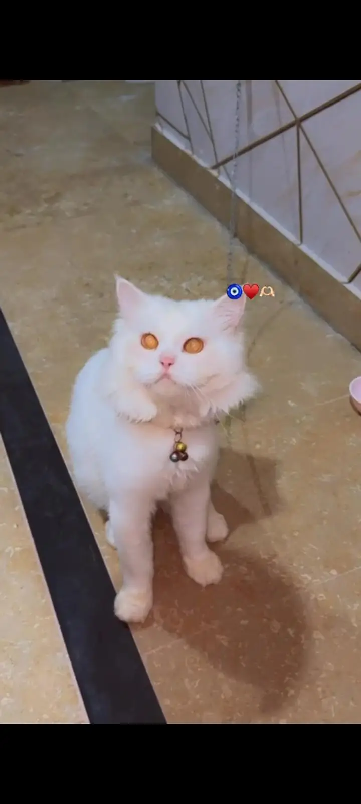 Persian Cat Looking for a Caring — photo 3