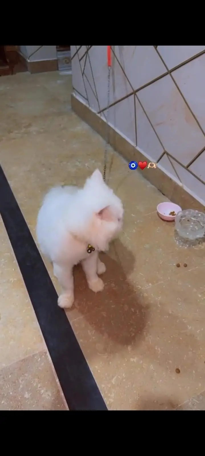 Persian Cat Looking for a Caring — photo 4