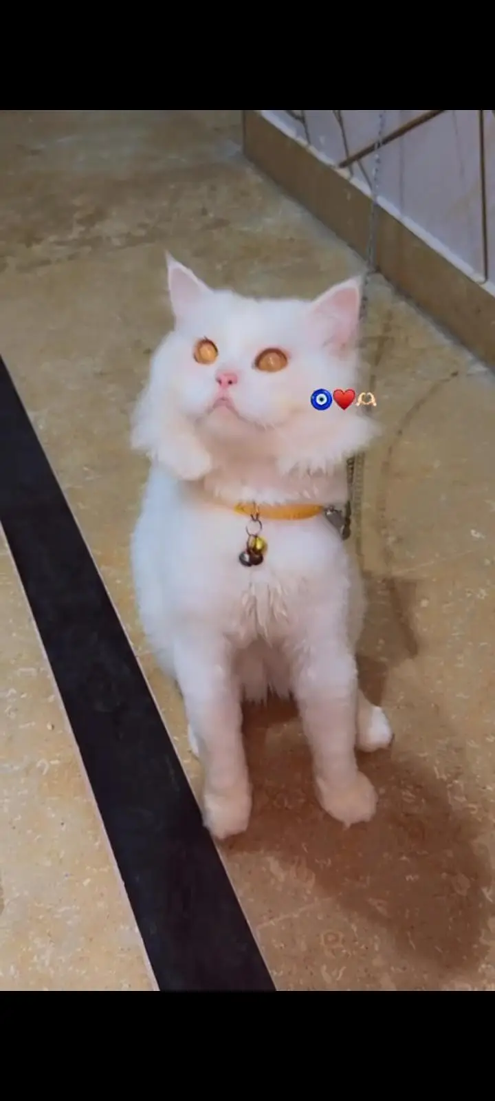 Persian Cat Looking for a Caring — photo 5