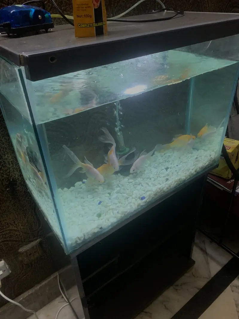 2ft Fish Aquarium — photo 2