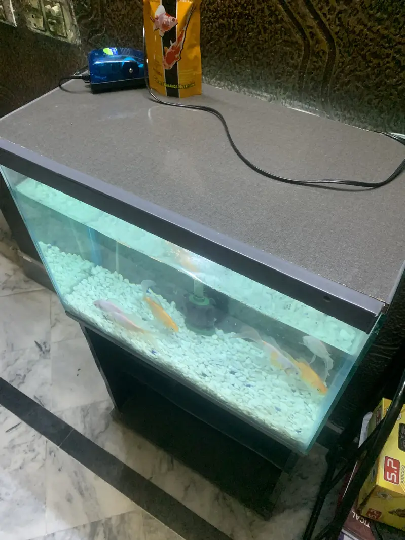 2ft Fish Aquarium — photo 3