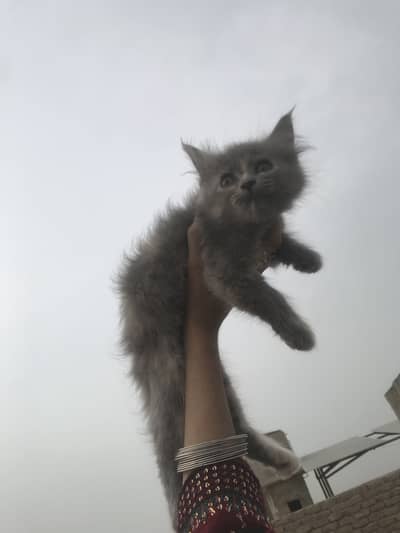 2 month kitten for sale