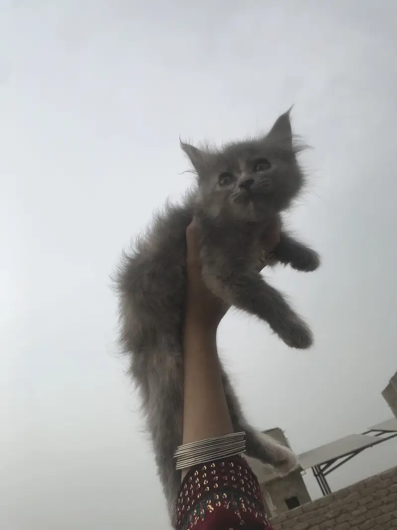 2 month kitten for sale