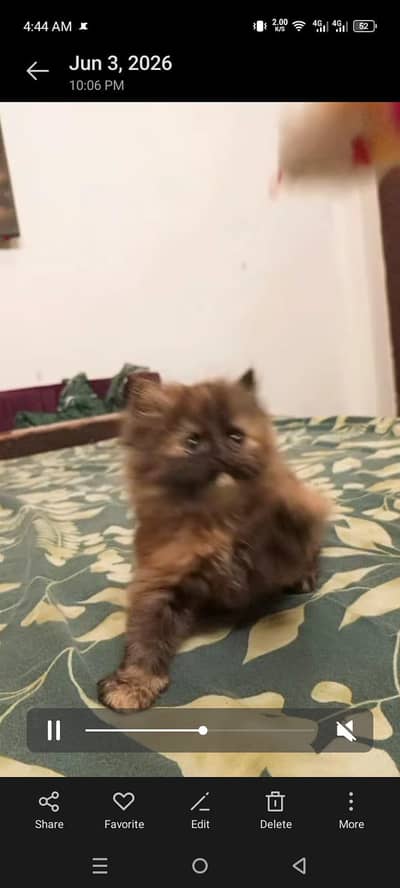 I'm selling my Persian cat kittens sell