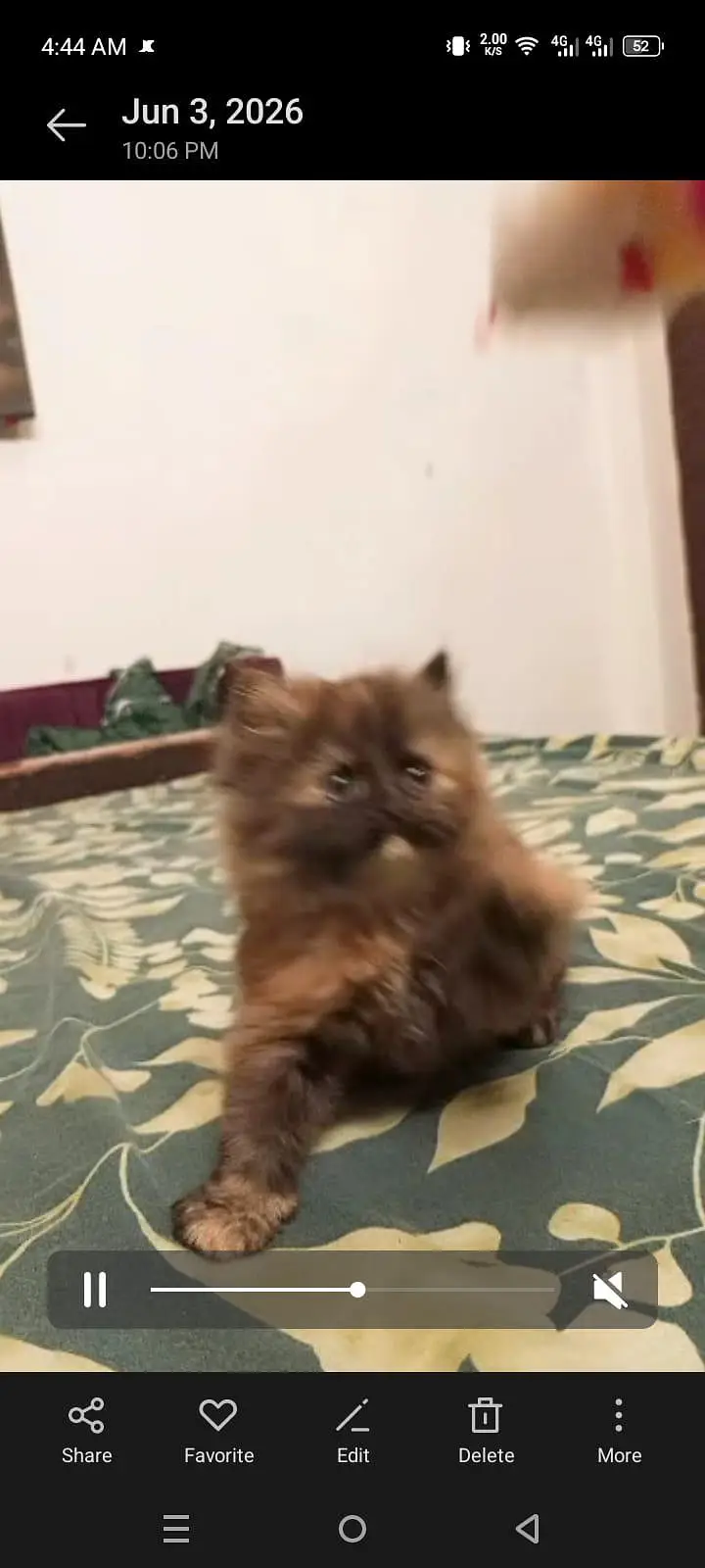 I'm selling my Persian cat kittens sell