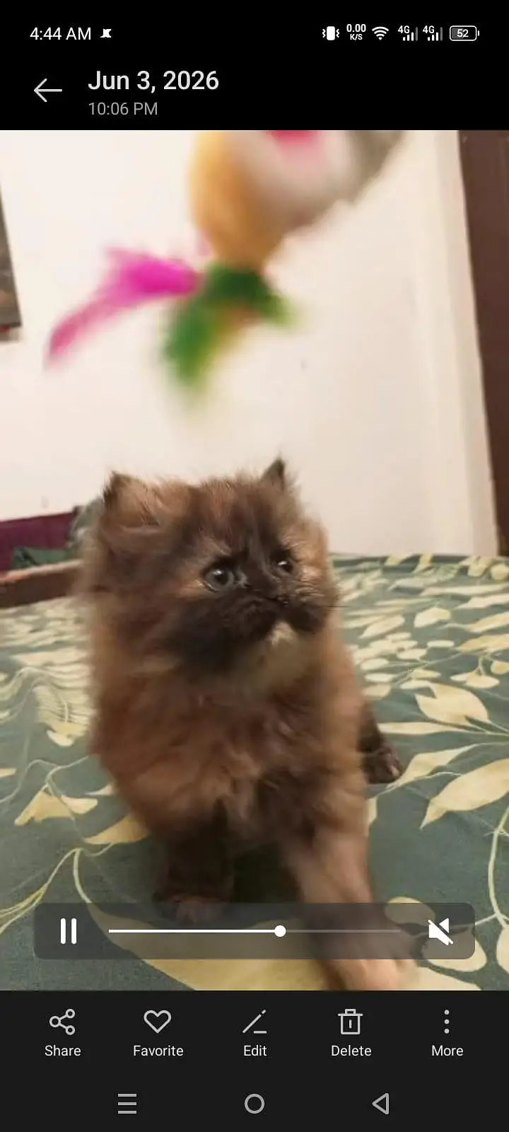I'm selling my Persian cat kittens sell — photo 2