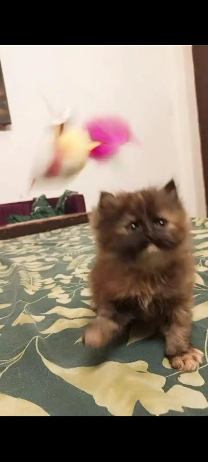 I'm selling my Persian cat kittens sell — photo 3