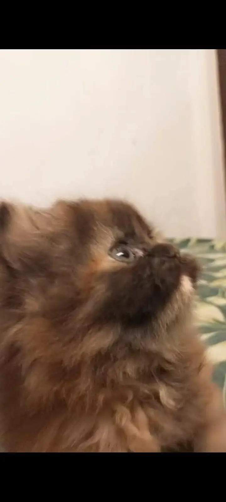 I'm selling my Persian cat kittens sell — photo 4