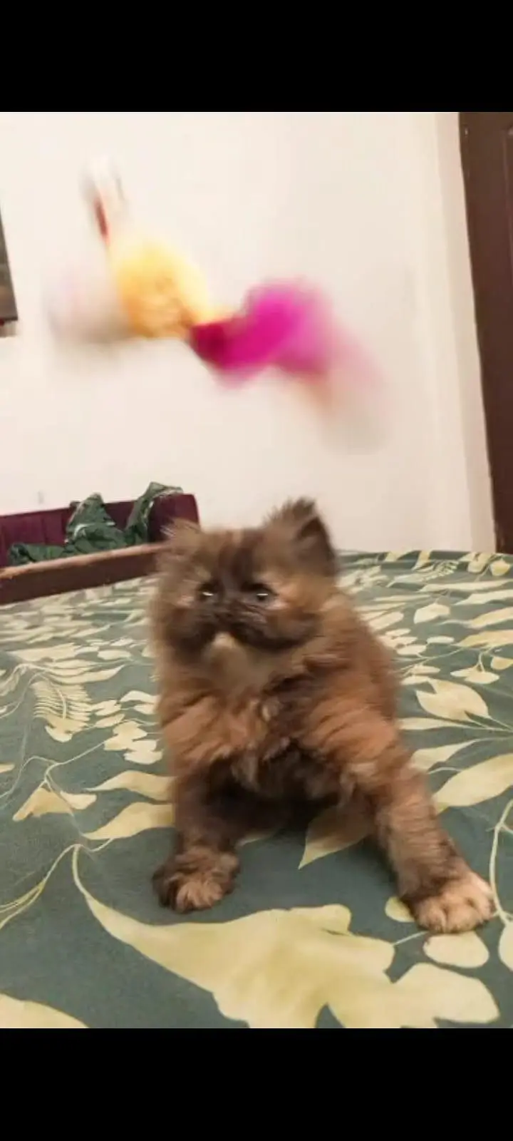 I'm selling my Persian cat kittens sell — photo 5