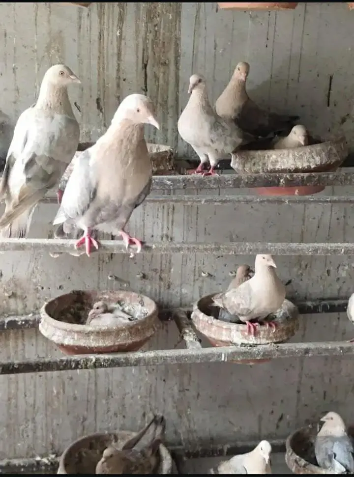chandan pigeon pairs available | whole setup for sale