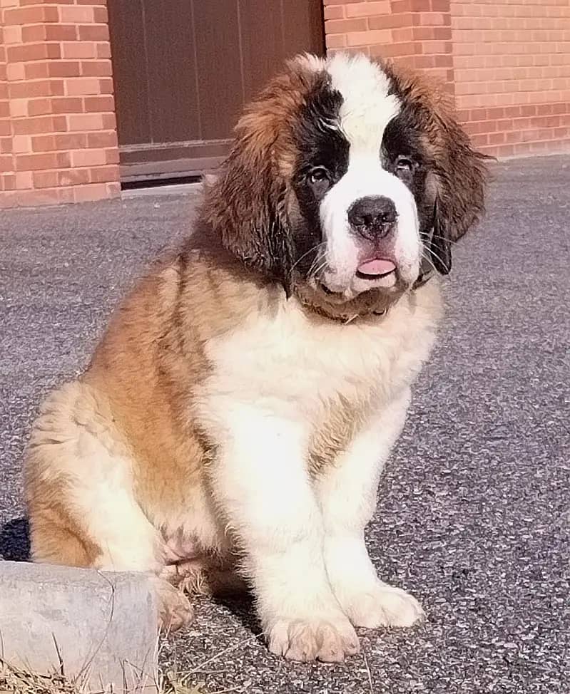 Saint Bernard 0