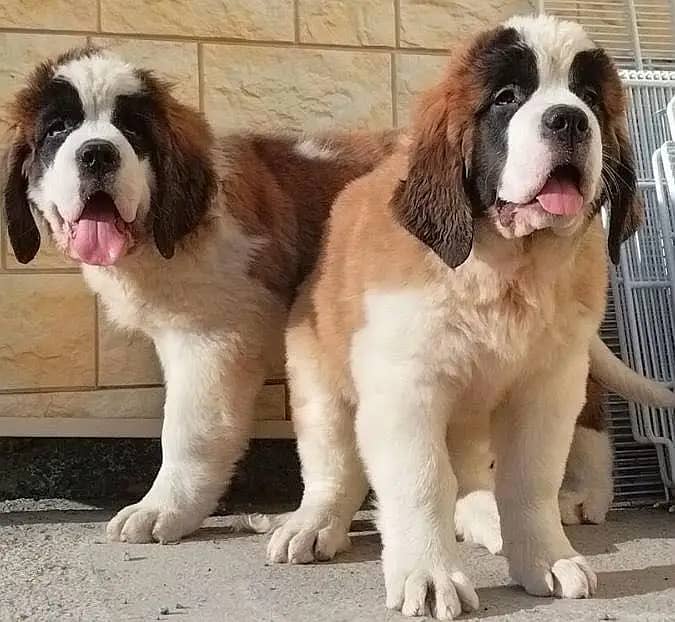 Saint Bernard 1