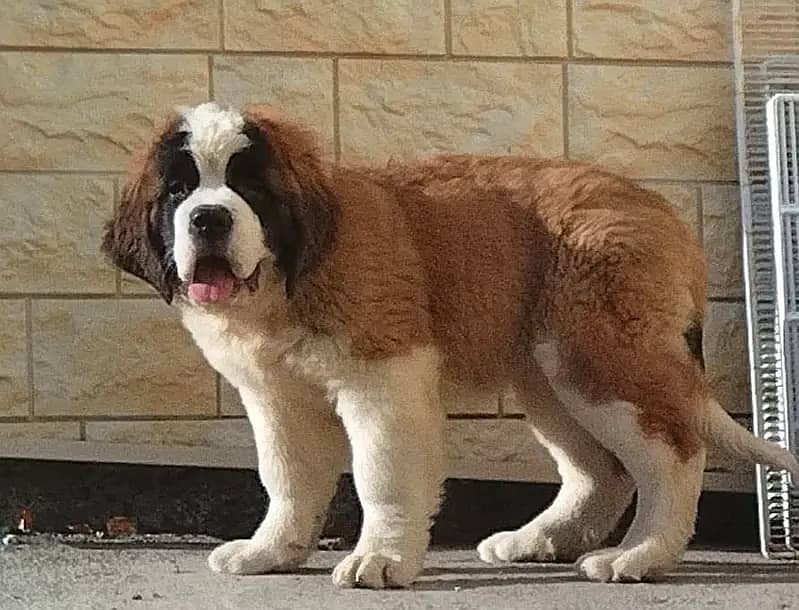 Saint Bernard 2