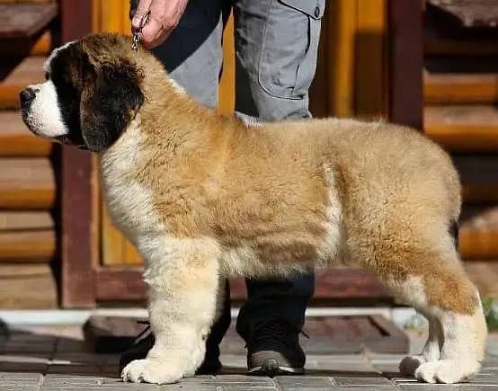 Saint Bernard 3