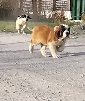 Saint Bernard 4