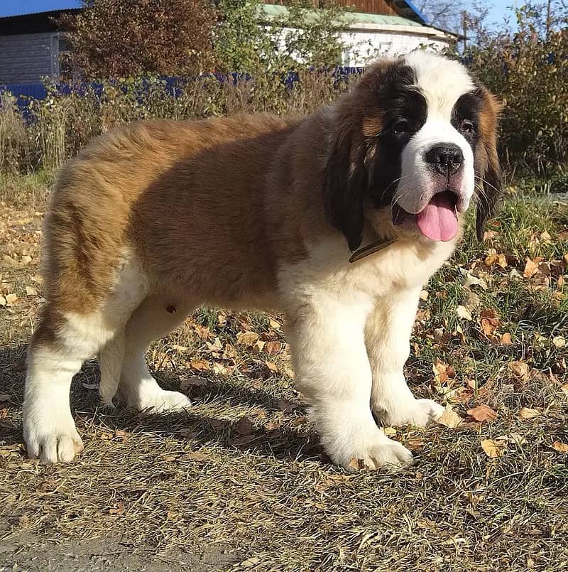 Saint Bernard 5