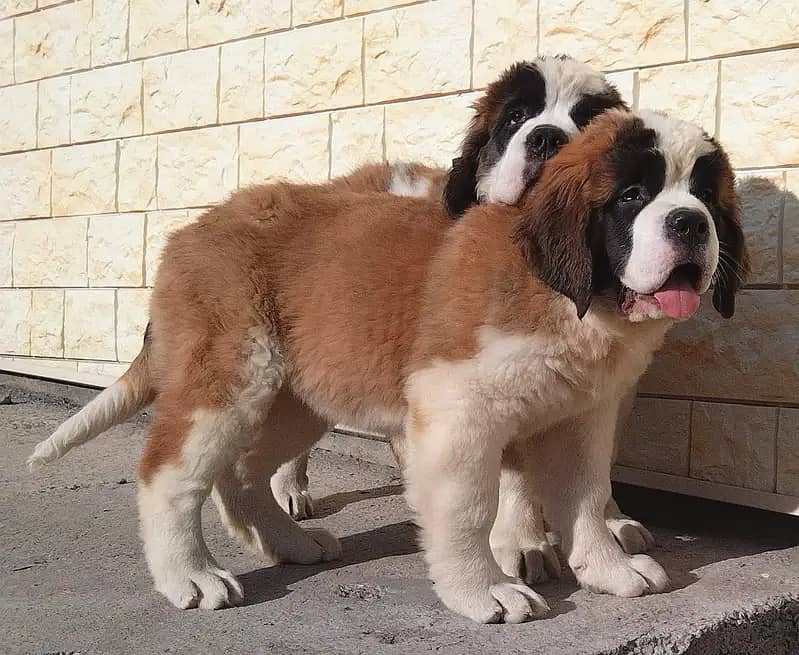 Saint Bernard 6