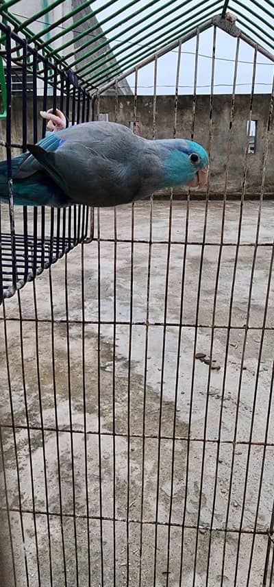 forpus parrot DNA Male