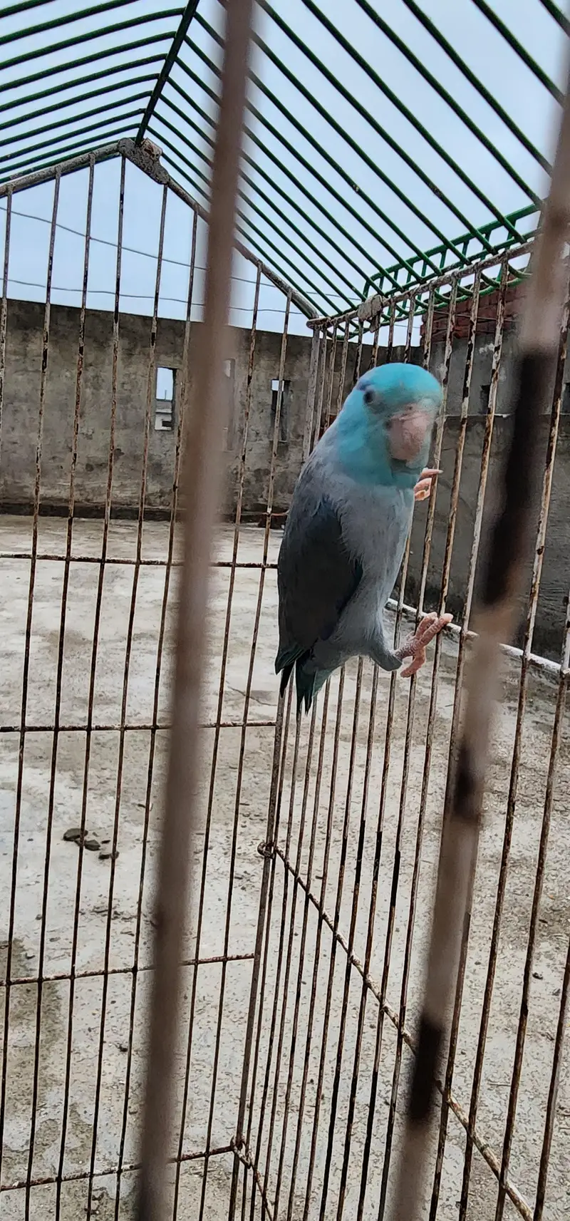 forpus parrot DNA Male — photo 2