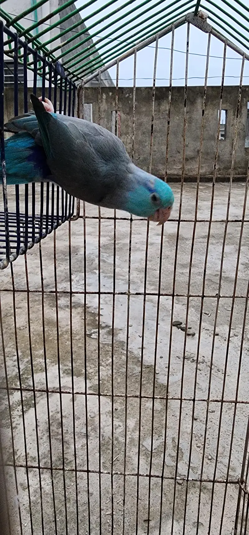 forpus parrot DNA Male — photo 3
