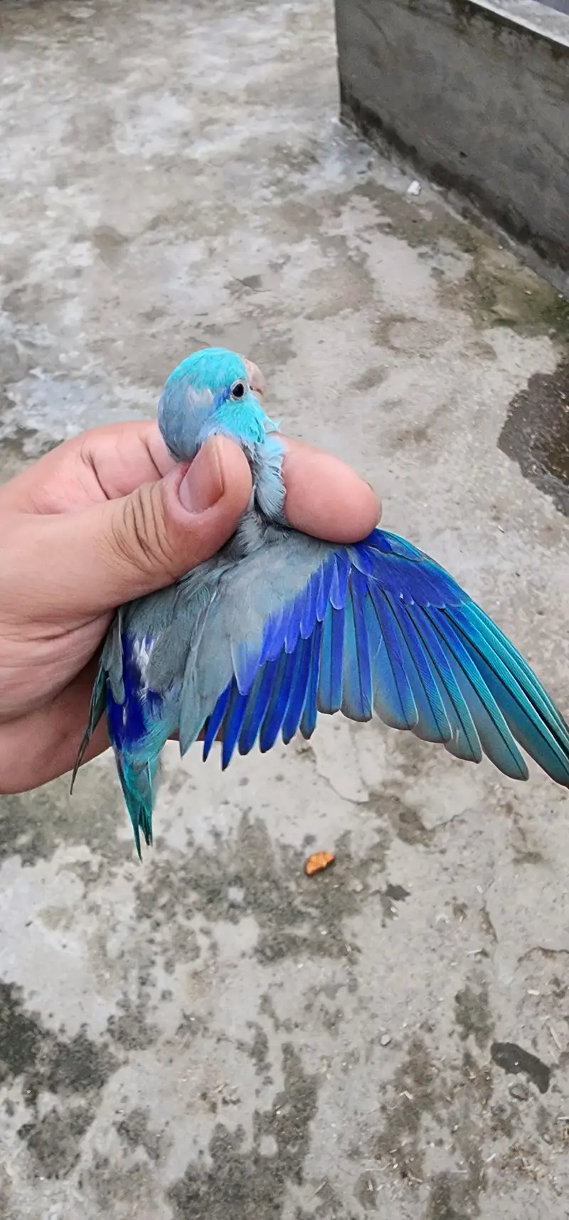 forpus parrot DNA Male — photo 4