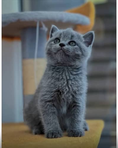 British shorthair