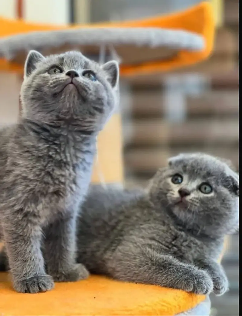 British shorthair — photo 2