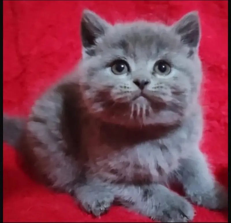British shorthair — photo 3