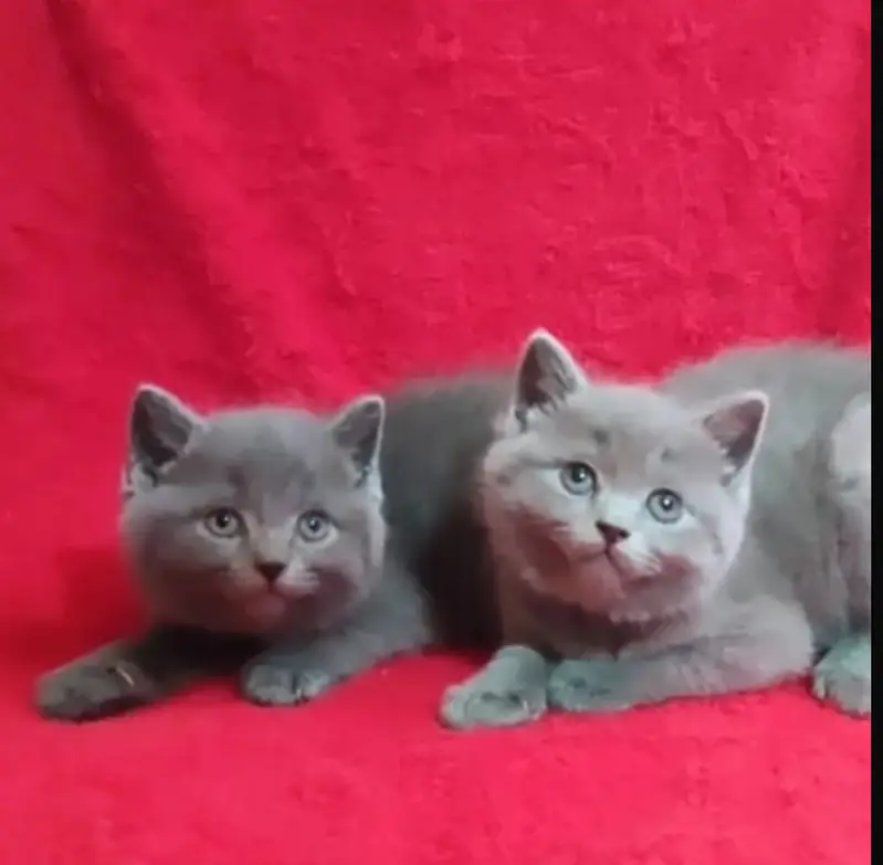 British shorthair — photo 4