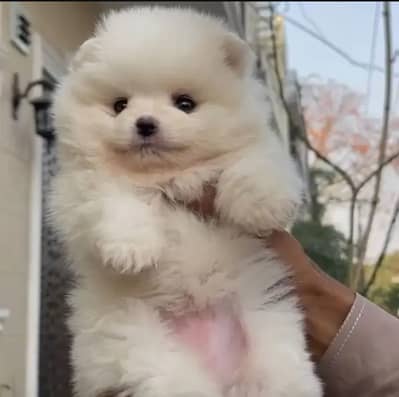 Pomeranian puppies 92@313+9363+417