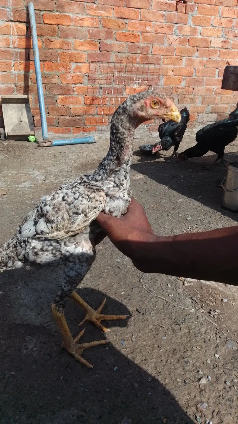 shamo pathi 6 months ke coco colour me ha masallah — photo 2