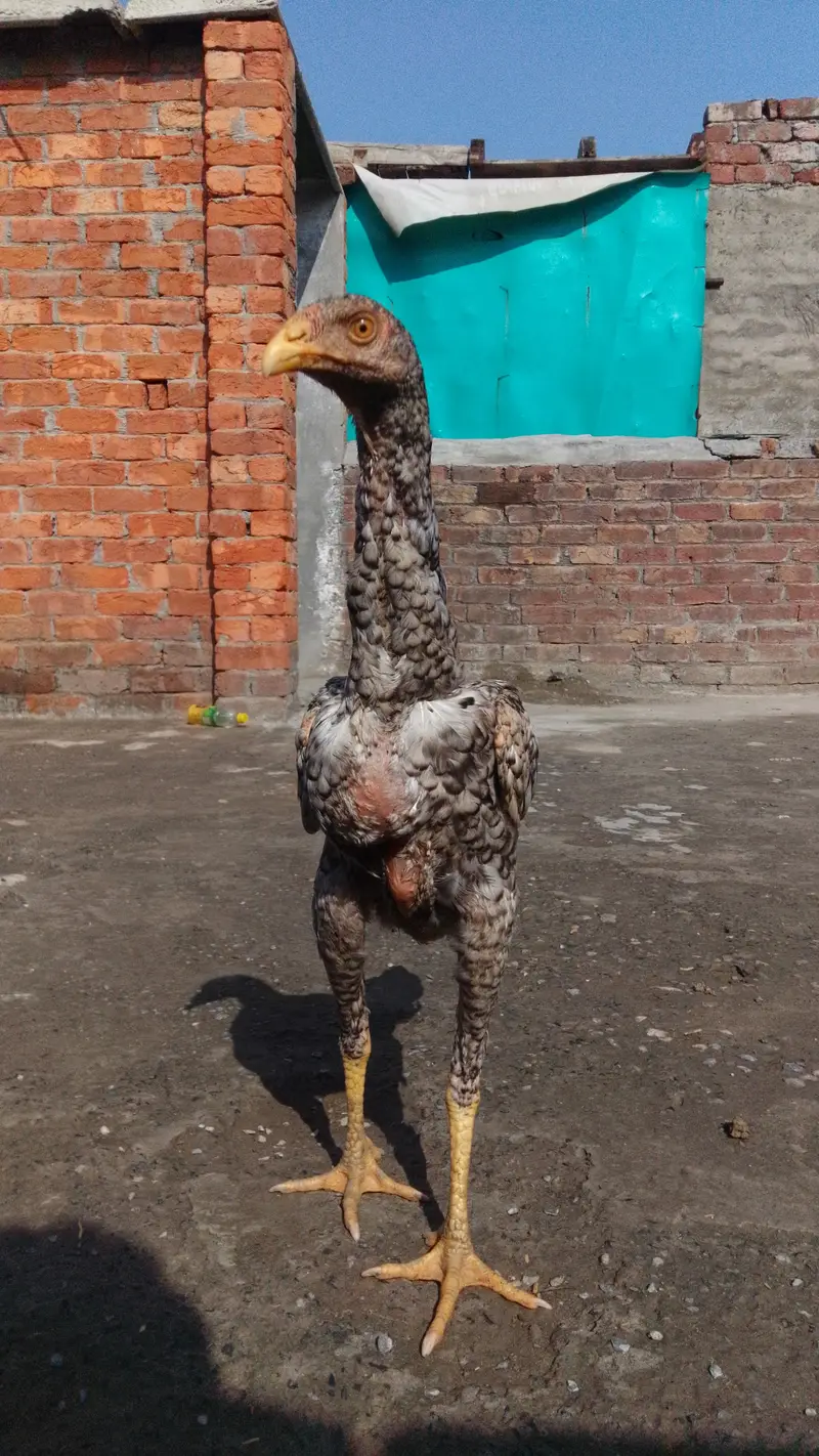 shamo pathi 6 months ke coco colour me ha masallah — photo 3