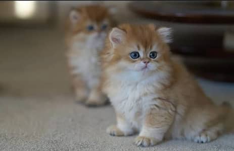 British longhair