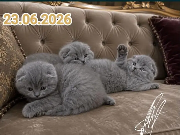 Scottish fold — photo 4