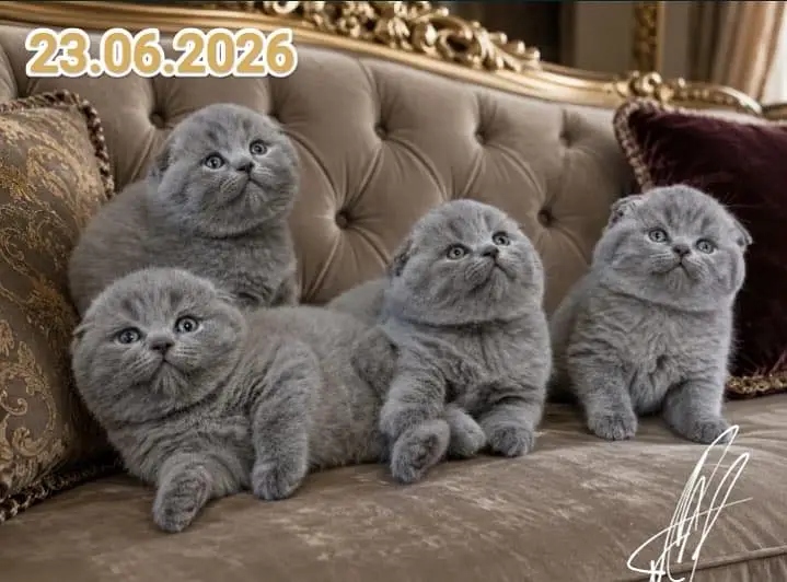Scottish fold — photo 5