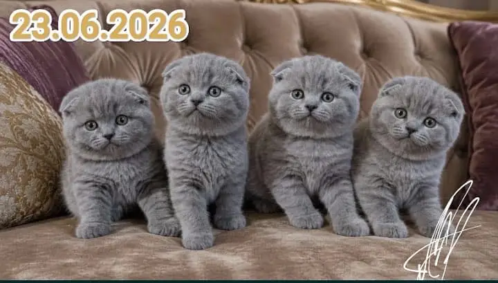 Scottish fold — photo 6
