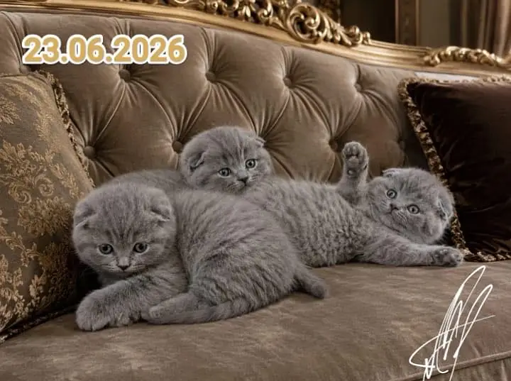 Scottish fold — photo 7