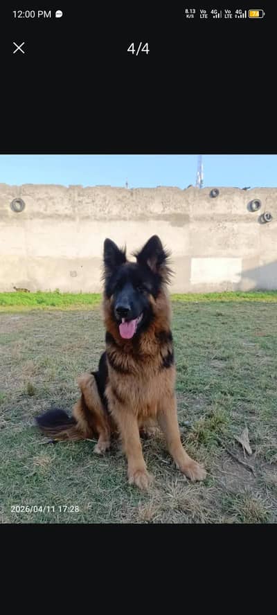 German shepherd