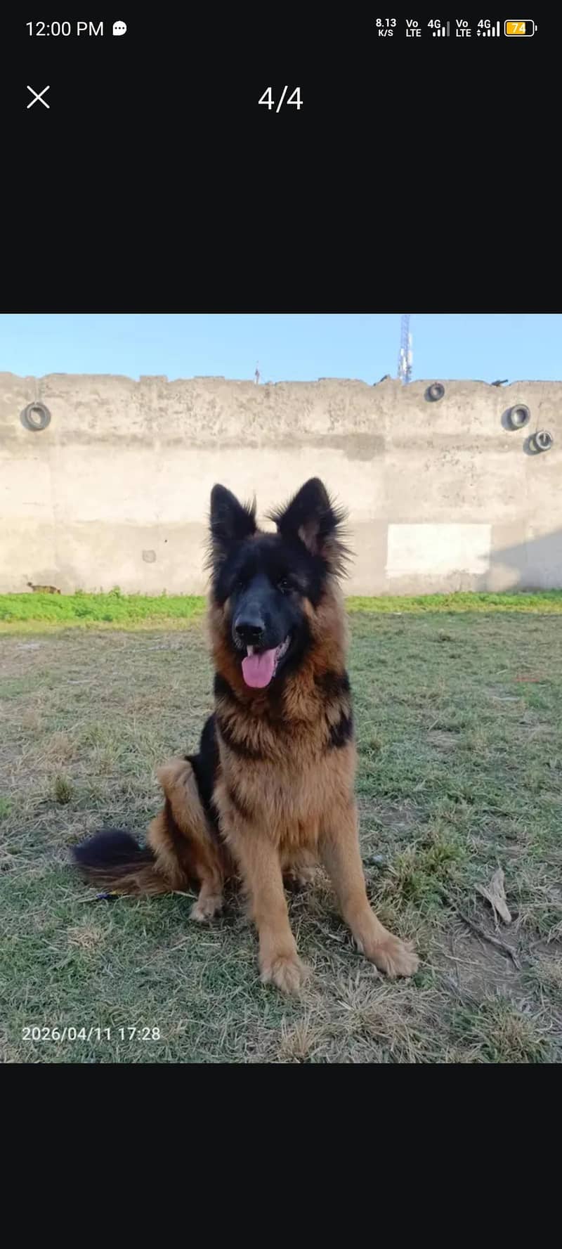 German shepherd 0