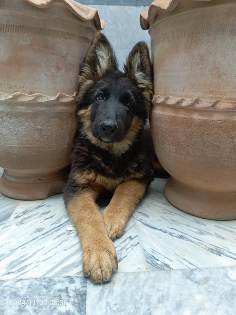 German shepherd 2