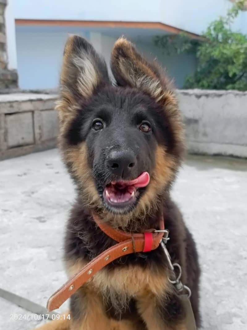 German shepherd 3