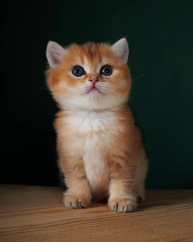 British shorthair — photo 2
