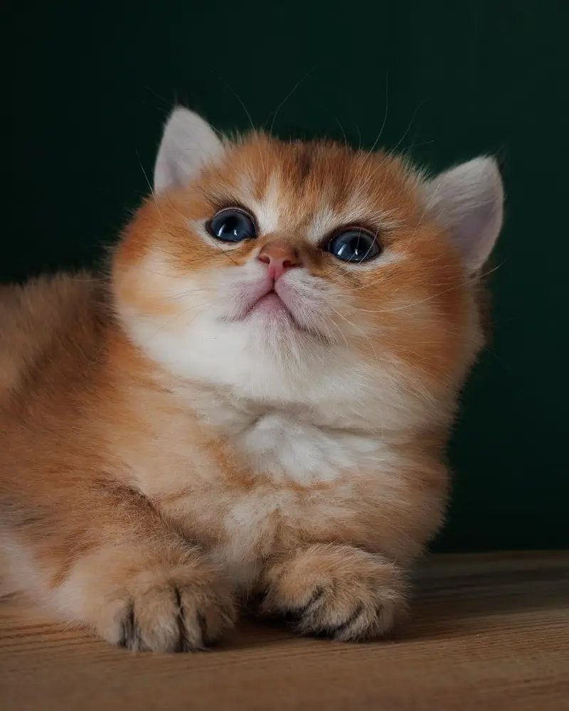 British shorthair — photo 3