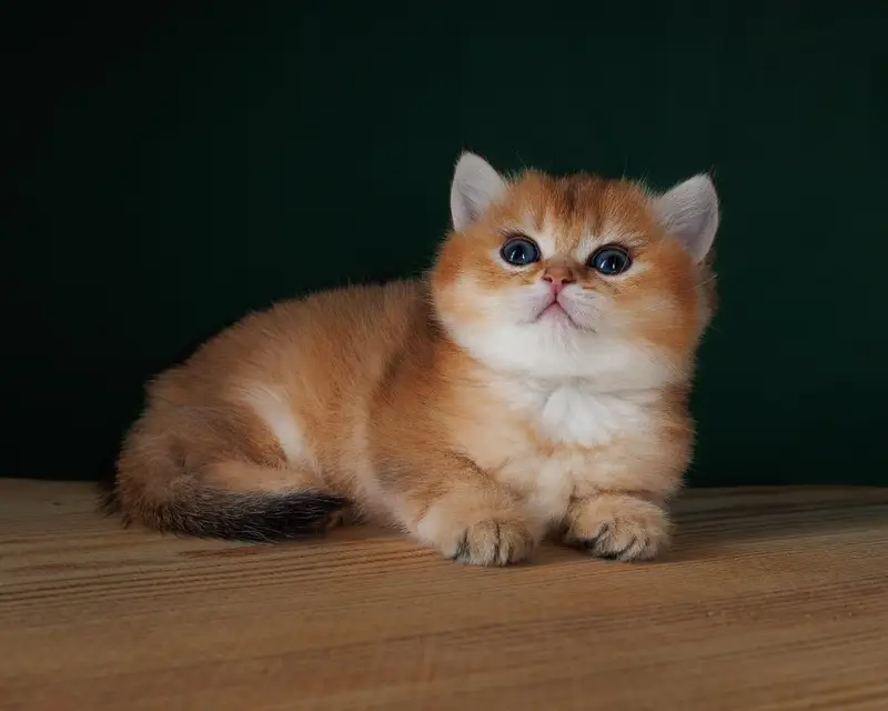 British shorthair — photo 4