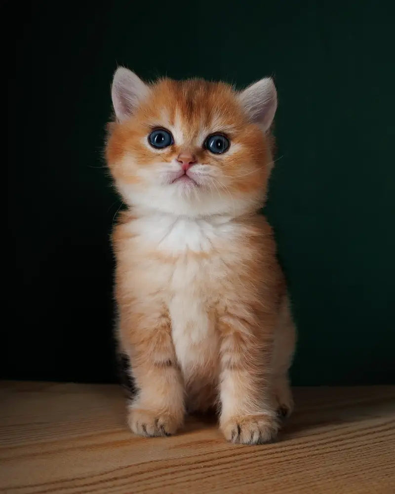 British shorthair — photo 5