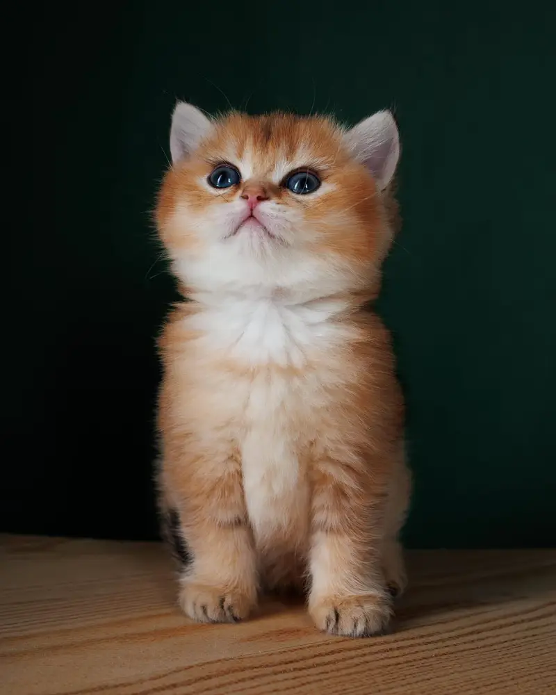 British shorthair — photo 6