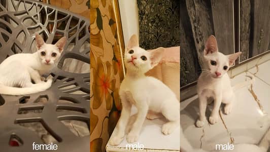 Kittens for Adoption