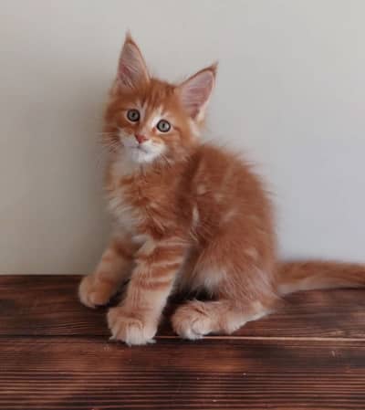 MAINE COON