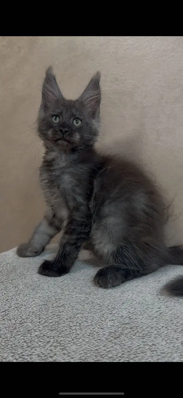 MAINE COON — photo 3