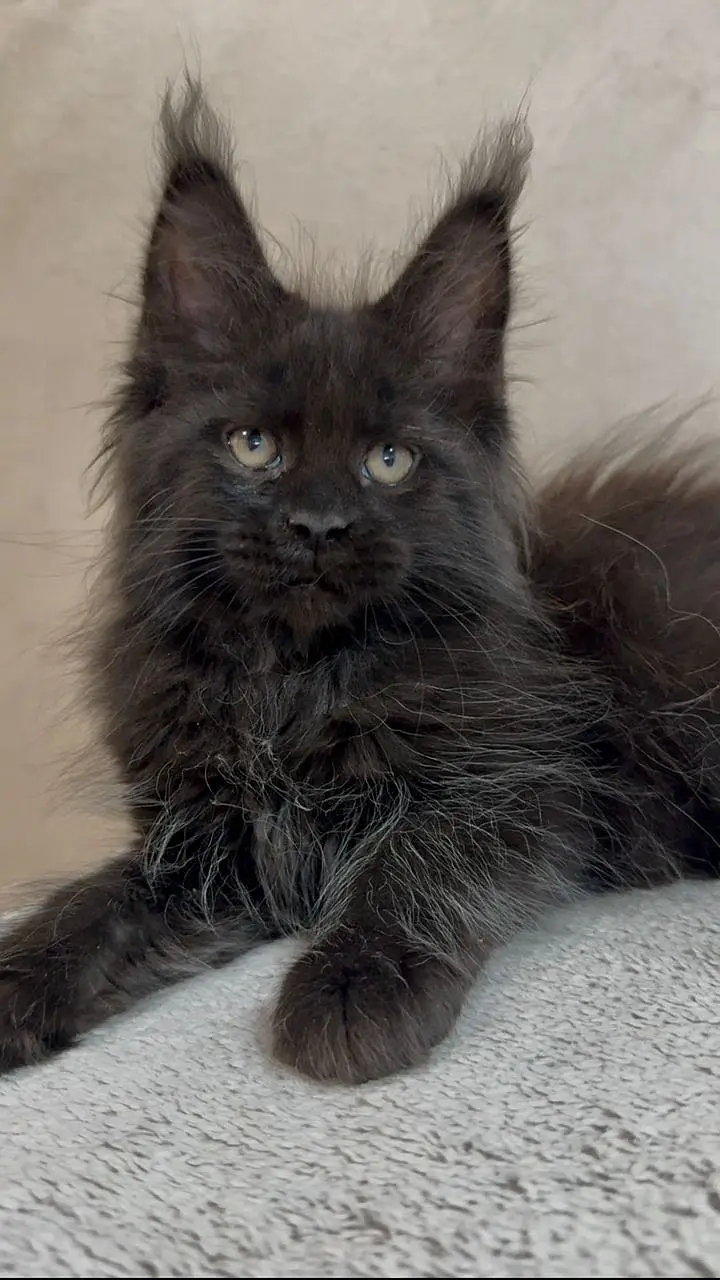 MAINE COON — photo 4